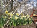 Daffodil Line
Picture # 2330
